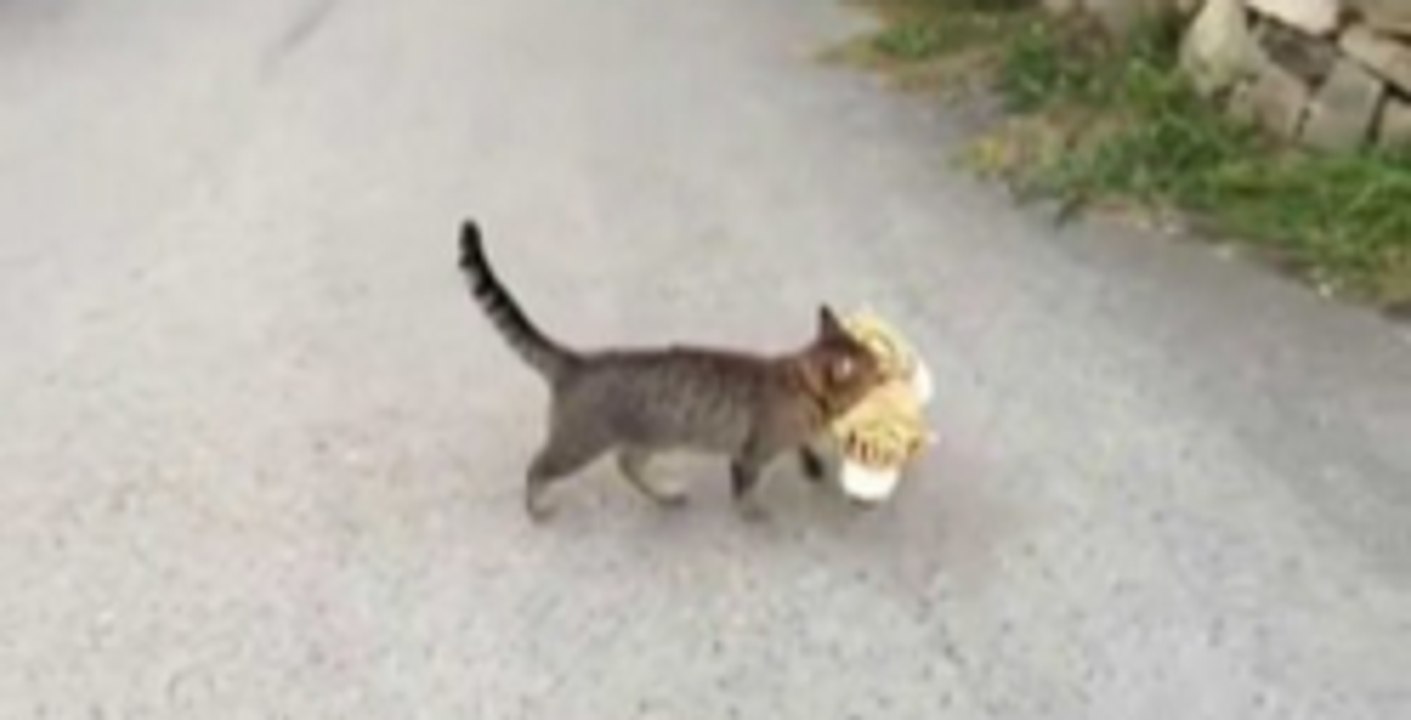 Fences Won't Stop A Cat To Stole A Tiger Plushie From Its Neigbours