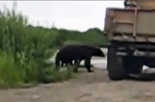 Хитрый медведь ворует рыбу