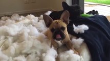 French Bulldogs Make A Mess With Pillow
