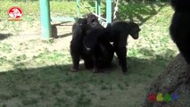 Funny Animals : Monkey Mating & Gorilla Mating - Funny Monkey Videos At Zoo 2015 [NEW]