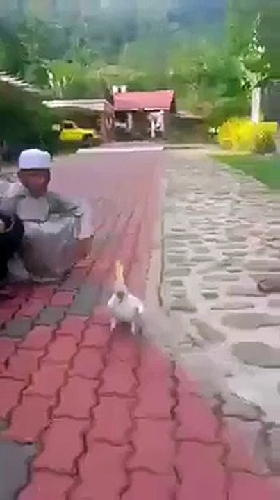 choty parindy ko kalima  prhty ho jhomta hoa daikho.