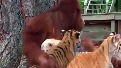 Orangutan Adopts Tiger Cubs