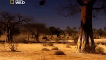 Lions Fighting To Death For Territory National Geographic Wild & Discovery Channel HD™ Off