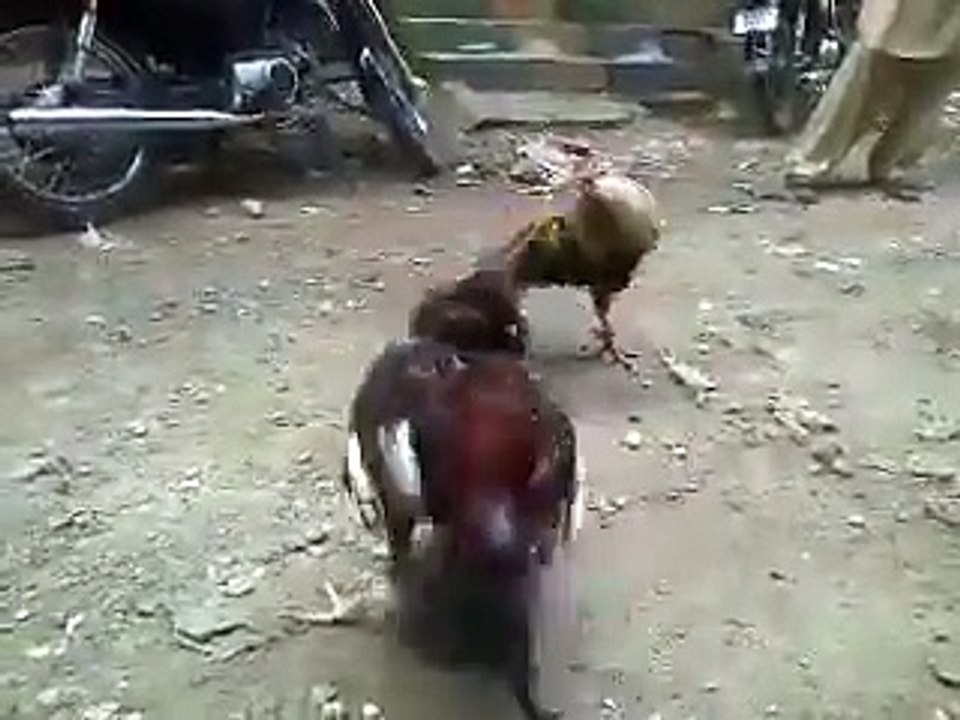 murgay ki larai...:*