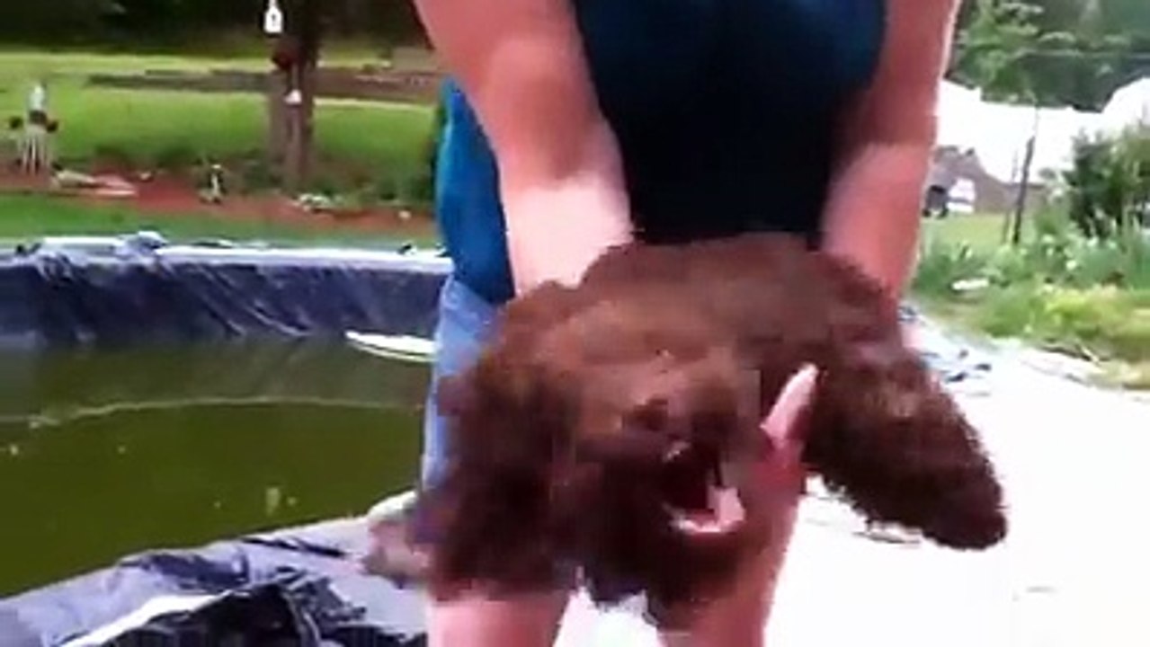 Dog transforms when exposed to a leaf blower