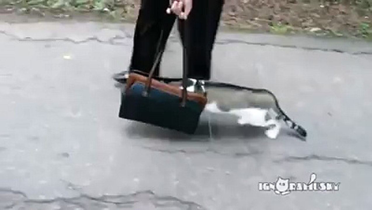 A cat's first time outside the house leads it to jump into a passing woman's bag
