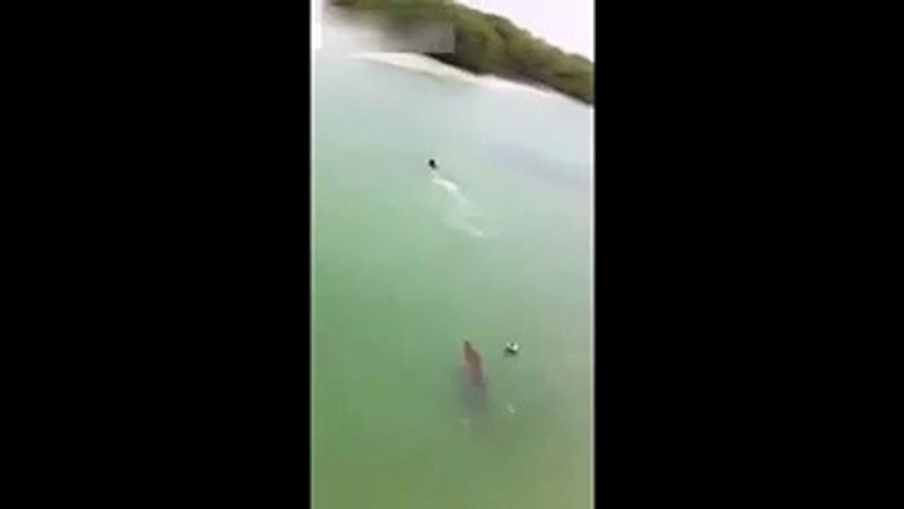 Bystanders scare off a crocodile chasing a swimmer!