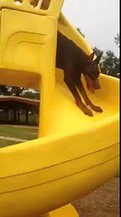 Doberman just doesn't get slides