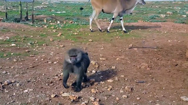 Un singe vient faire pipi sur une voiture pendant un safari...