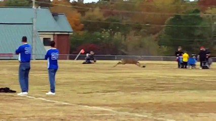 Un cerfs marque un but lors d'un match de foot amateur