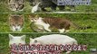 Cats lift dead Fishes in Stupid Japanese TV Show