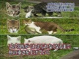 Des chats portent des poissons morts dans une émission Japonaise débile