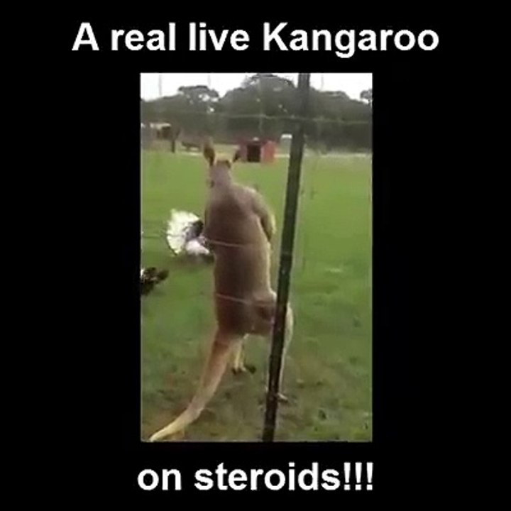 kangaroo on steroids