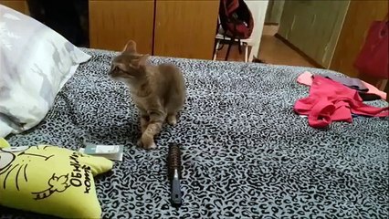 Les chats sont fous