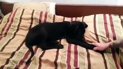Great Dane puppy doesn't want to get out of bed