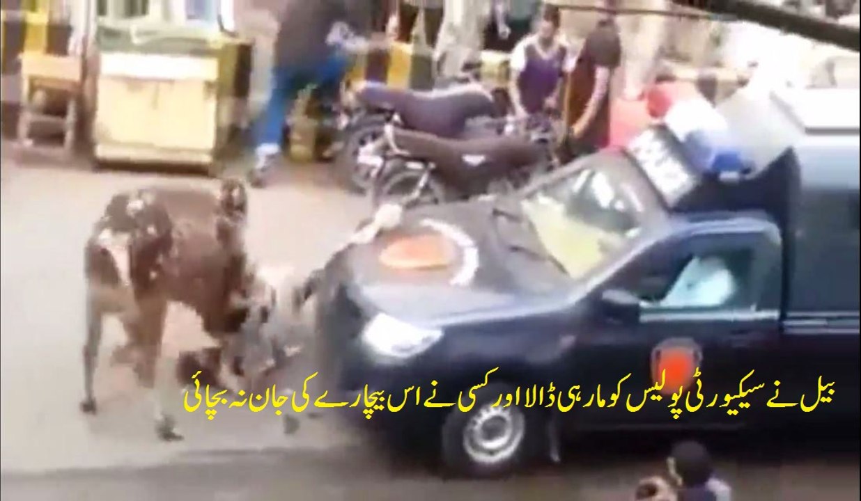 Bull Almost Killed A Security Policeman In Pakistan - No one saved him