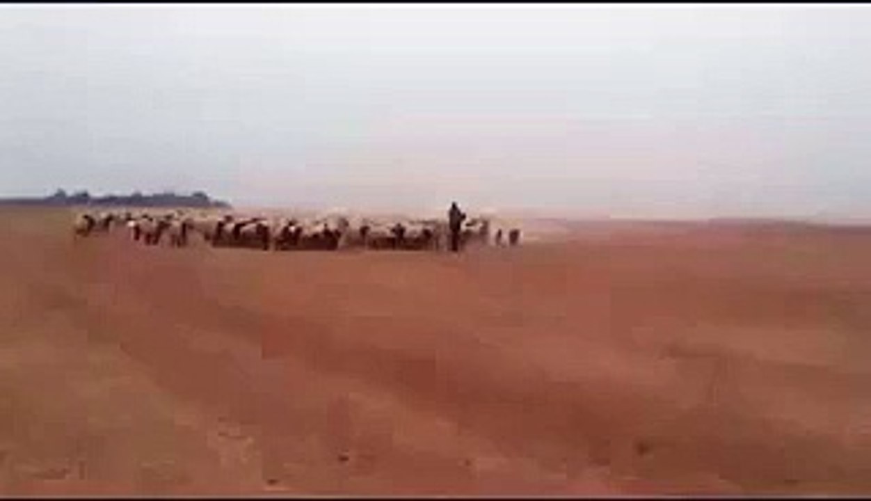 Amazing Man with Animals March -