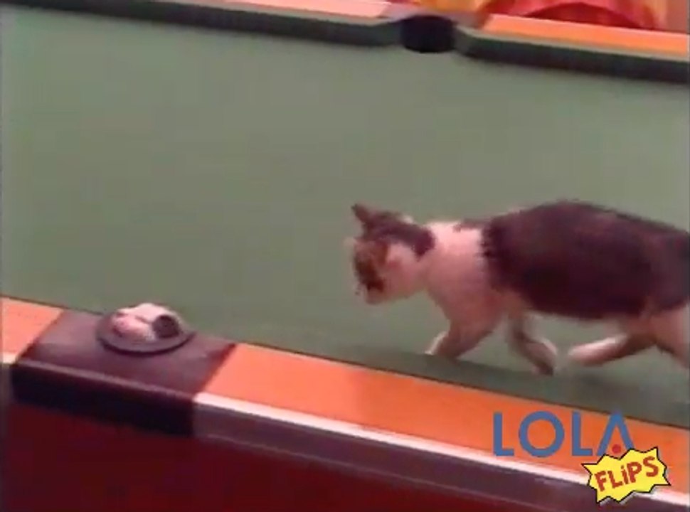 Adorable kittens playing peekaboo in snooker table pockets