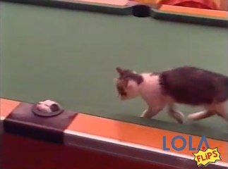 Adorable kittens playing peekaboo in snooker table pockets