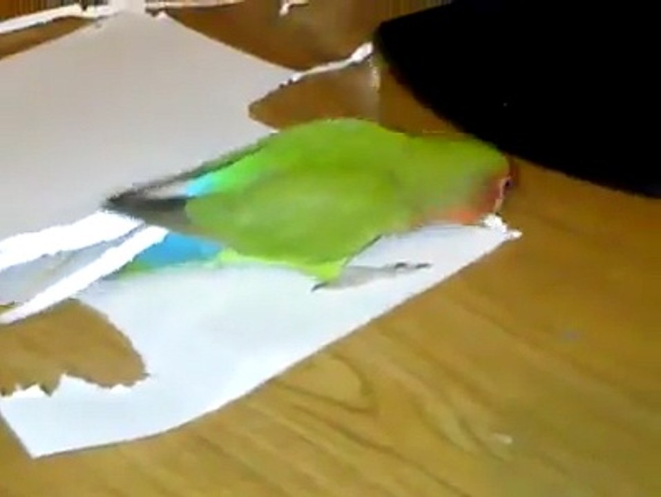 Lovebird crafts some new paper tail feathers for herself