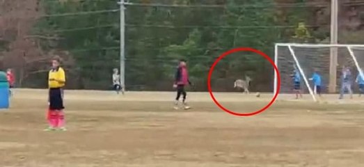 Geyik sahaya girdi bir de gol attı