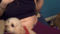 Dog Protects His Pregnant Owner - Best Funny Compilation