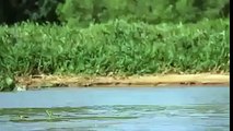 Swimming jaguar stalks a crocodile. That's one cat that doesn't mind water.