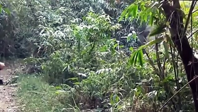 Tourist with balls of steel faces down a charging elephant