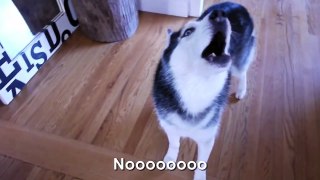 Ask Mishka the Talking Husky Questions!