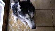 Mishka the Talking Husky Sings with Her Owner!