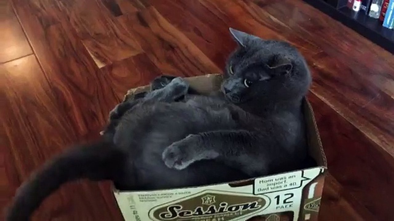 Ce chat était bien détendu dans une boîte jusqu'à ce que sa queue décide d'agir autrement