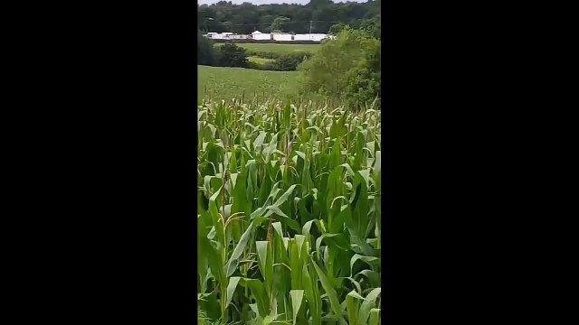 Dramatic moment stunt plane crashes at Cheshire car festival - Oulton Park Carfest plane c