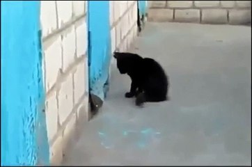 Kitty helps her friend dog to escape
