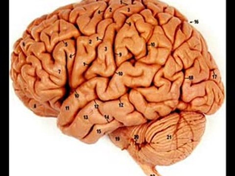 SMALL BRAIN IN HEART _ HEALTH EDUCATION _ INFECTION CONTROL (ICSP) _ URDU _ HINDI