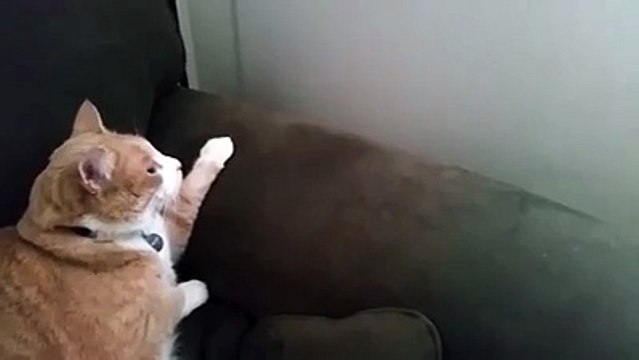 Two cats meet for the first time. Awkward humans have nothing on this.