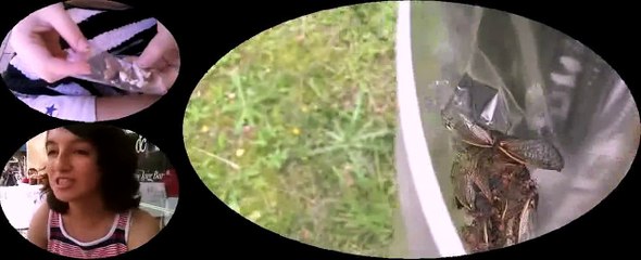 Debugging Food and Nourishment 🥗