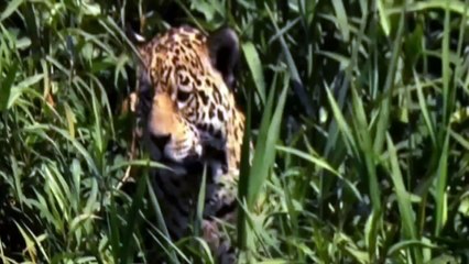 Jaguar Attacks Crocodile - Full Fight ( Documentary Film Online )