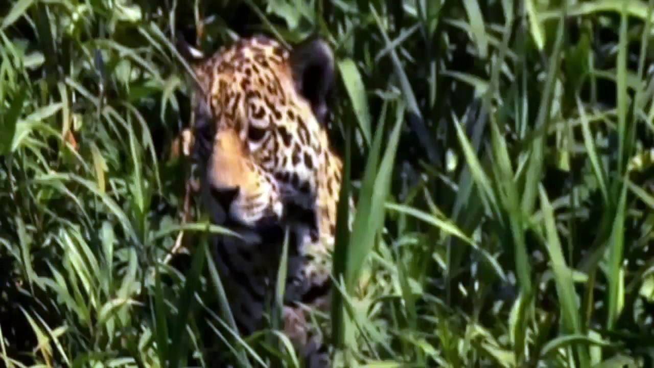 Jaguar Attacks Crocodile - Full Fight ( Documentary Film Online )