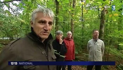 Bretagne : une initiative pour sauver les crapauds et les grenouilles