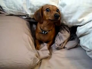 ★NO PIENSO SALIRME DE LA CAMA! - Perros Locos Humor Divertidos Chistosos risa