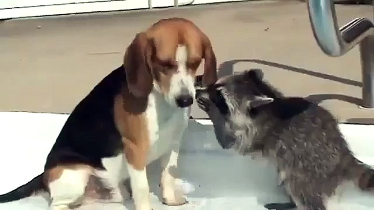 ★ SOY DENTISTA, DEJAME VER! - Perros Locos Humor Divertidos Chistosos risa