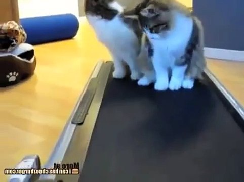 ★GATOS LOCOS EN CAMINADORA - Muy Divertido! Video Divertido de Gatos - Reirse Con Gatos