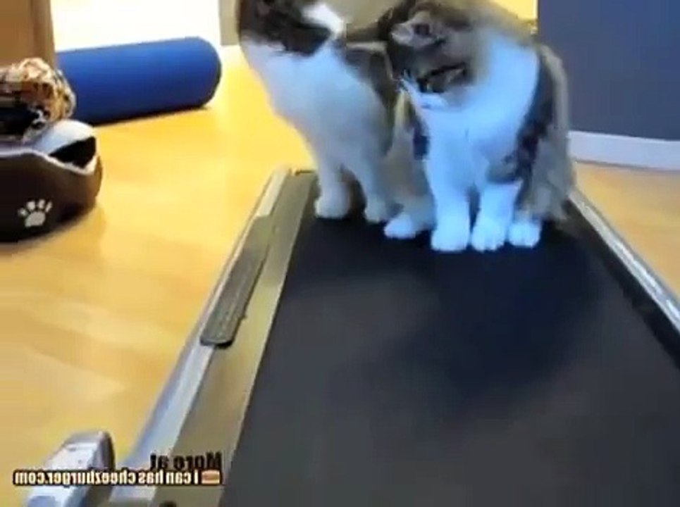 ★GATOS LOCOS EN CAMINADORA - Muy Divertido! Video Divertido de Gatos - Reirse Con Gatos