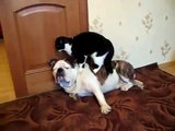 ★QUE HACE ESTE GATO ENCIMA DEL PERRO - Perros Locos Humor Divertidos Chistosos risa