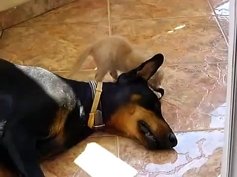 ♥ DOBERMAN Y GATITO JUGANDO COMO LOS MEJORES AMIGOS DEL MUNDO - Perros Locos Humor Divertidos