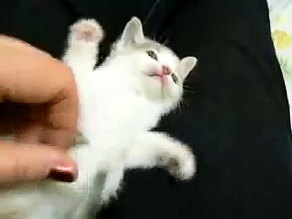 ♥ EL GATITO MAS TIERNO DEL MUNDO ♥ MIRALO, RECOMENDABLE - VIDEO HUMOR GATOS TIERNOS LOCOS
