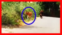 Real Ghost Caught Near Cow Ghost Or Angel Shocking Footage By Ghostworldmedia