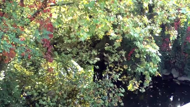 LES W-D.D. MICHOU NEWS - 23 OCTOBRE 2015 - PAU - RÉNOVATION AVE BAREGES FIN AVE E. GINOT LES ARBRES N'ÉCHAPPERONT PAS AU MASSACRE.