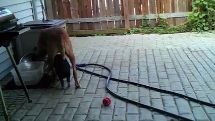 Baby Pig Loves Being Underneath the Dog - Monday Moodboost