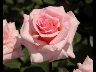 Minako Honda 本田美奈子   Primary